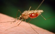 Mosquito do gênero Anopheles resposável pela transmissão da malária