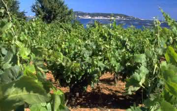 Em primeiro plano os vinhedos que podem ser derrubados, atrás a bela paisagem do sul da França