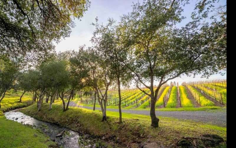 O grupo italiano Marchesi Antinori compra a Arcadia Vineyard, da Califórnia e amplia sua presença nos EUA - Arcadia Vineyard