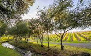 O grupo italiano Marchesi Antinori compra a Arcadia Vineyard, da Califórnia e amplia sua presença nos EUA - Arcadia Vineyard