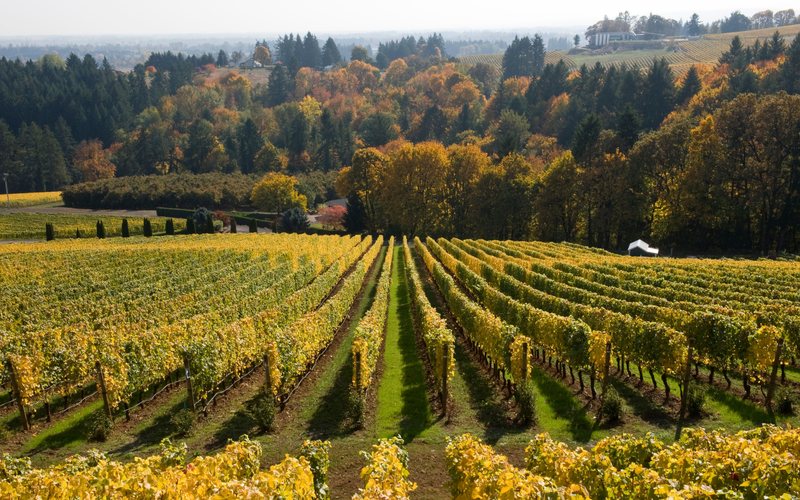 Imagem Oregon terá qualidade promissora, mesmo com impactos do clima