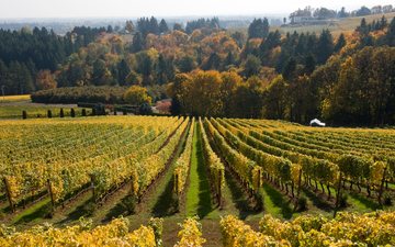 Oregon terá qualidade promissora, mesmo com impactos do clima