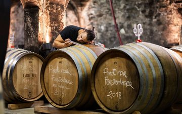 Como a temperatura de fermentação determina o estilo do vinho?