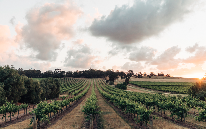 Imagem Os melhores vinhos da Austrália degustados pela Revista ADEGA