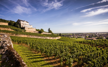 Os desejados vinhos de Albert Bichot, na França, agora são 100% orgânicos