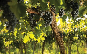 O melhor vinho da segunda uva mais plantada na Argentina: Bonarda