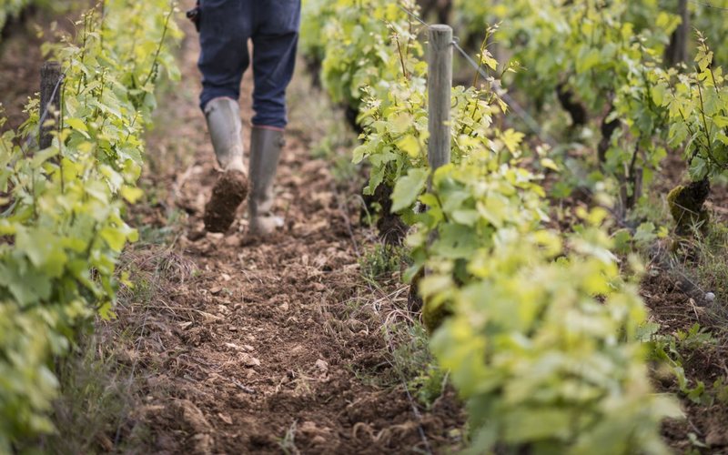 Produtores de Bordeaux buscam formas de reduzir estoques e equilibrar a oferta e demanda - Divulgação