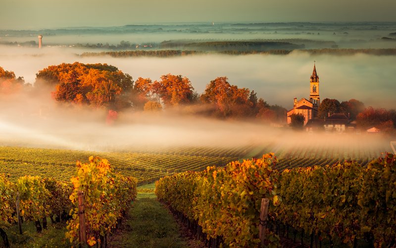 Imagem Vinhos de Bordeaux podem mudar e usar novas uvas