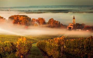 Vinhos de Bordeaux podem mudar e usar novas uvas