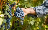 Em 2019, existiam cerca de 454.000 hectares de vinhas orgânicas certificadas a nível mundial