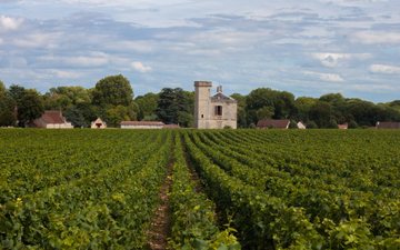 Dos dez vinhos mais caros de 2024, nove são da região de Borgonha, na França - Divulgação