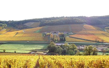 Borgonha: vai ser difícil achar apenas um melhor vinho