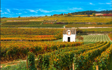 Produtores consagrados da Borgonha se unem para produzir vinho histórico