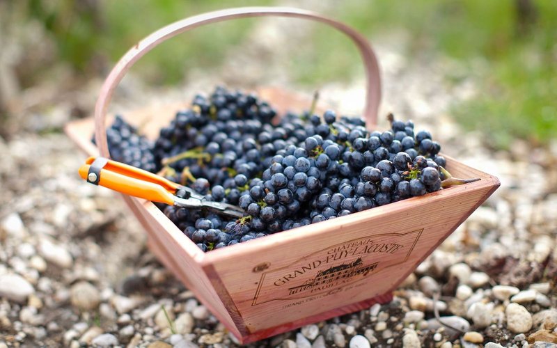 Imagem O mistério do Cabernet Sauvignon: natureza ou intervenção humana?