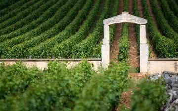 Preços dos vinhedos aumentam e hectare na Borgonha pode custar 6,5 milhões de euros