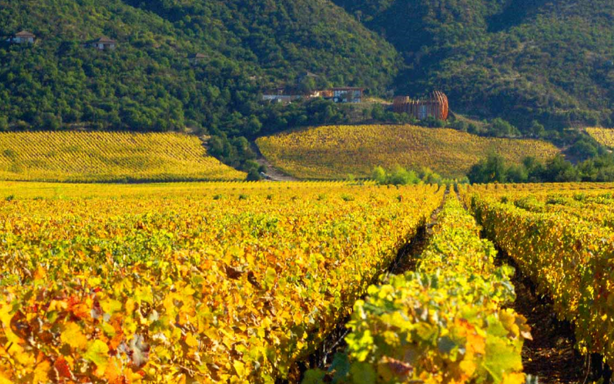 Clos Apalta ganha independência ao estilo de Bordeaux em 45 hectares no  Chile