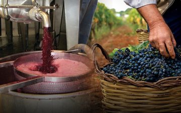 Imagem VÍDEO! Entenda como a fermentação cria o vinho
