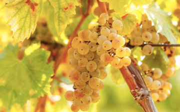 Os poderes da Riesling, a uva branca alemã