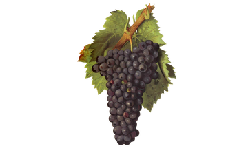 Imagem Da Espanha ao Chile, explore as curiosidades da uva Carignan