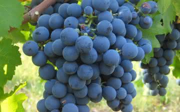 Carménère: a uva renascida do Chile