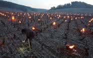 Vinhateiros indo ao campo para aquecer os vinhedos