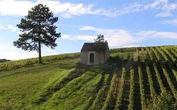 Chablis: o vinho que resitiu as guerras e sobrevive pelos monges da Borgonha