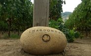 Fácil de ser cultivada, a Chardonnay se adapta aos mais variados solos e climas e é uma das principais uvas que compõem o Champagne