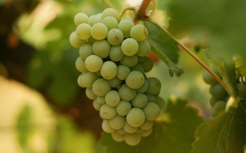 A Chenin Blanc mostra versatilidade e qualidade em novas fronteiras - Divulgação