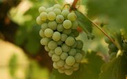 A Chenin Blanc mostra versatilidade e qualidade em novas fronteiras - Divulgação