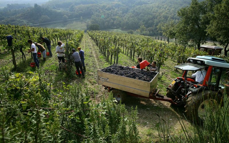 Imagem Chianti mira novos mercados com tarifas dos EUA no radar