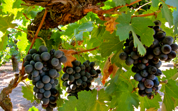 A cinsault normalmente é relacionada a vinhos fáceis de beber e muito usada nos rosés - Divulgação