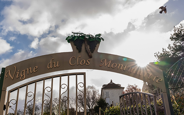 Pequeno vinhedo preserva uma tradição vitivinícola que remonta à antiga Paris