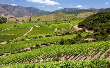 Cabernet Sauvignon é a uva mais plantada do Chile, conheça os melhores vinhos