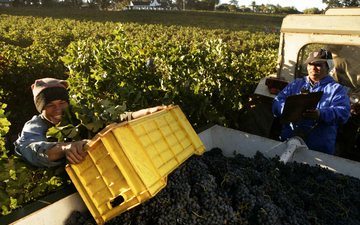 Fevereiro é mês de colehita de uvas na África do Sul - (c)Nederburg
