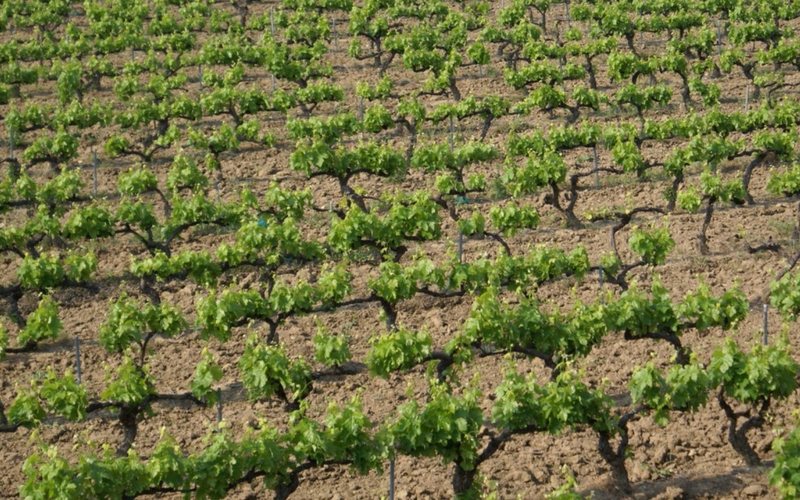 Imagem 140 hectares de vinhedos abandonados em Bordeaux por briga judicial