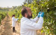 A primeira plantação da “Vinha 2.0” foi realizada em vinhedo na região de Valparaíso