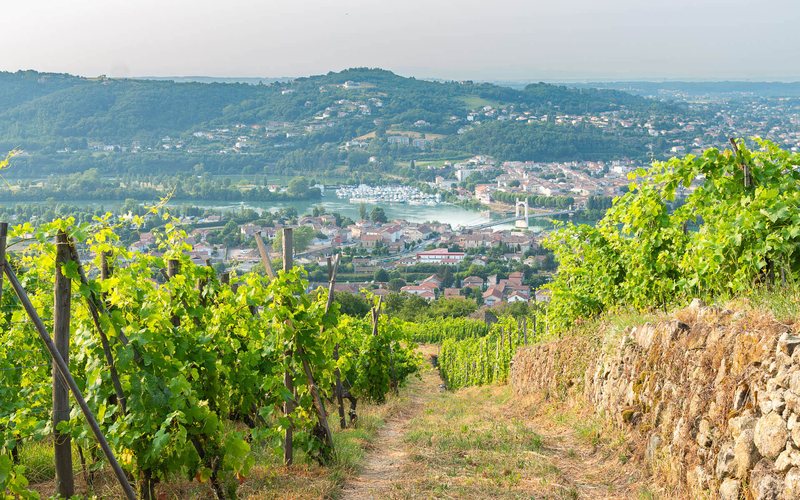 Condrieu representa a jornada do Vale do Rhône em sua tradição milenar na cultura do vinho