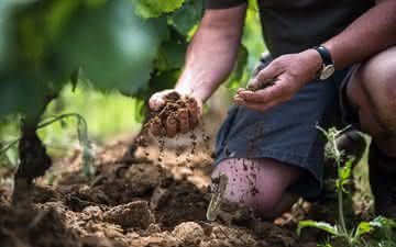 Você sabe, de verdade, o que significa terroir?