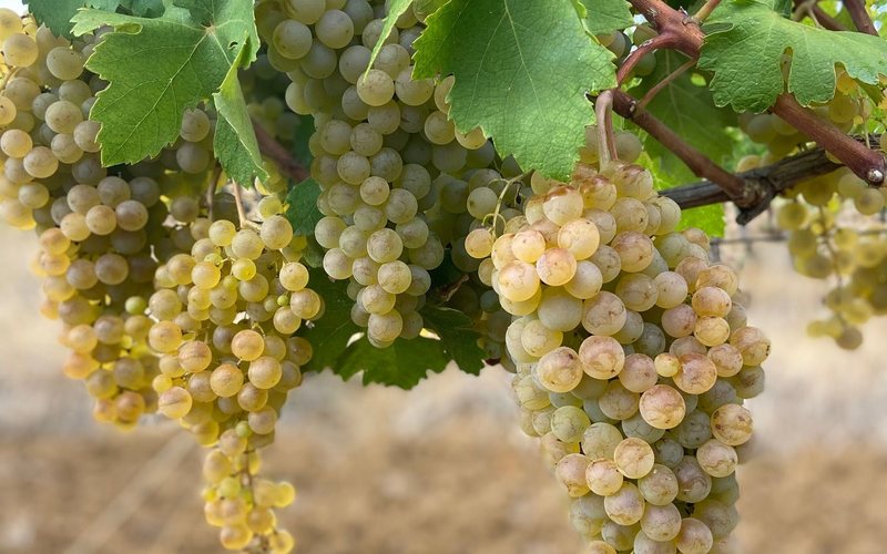 Imagem Conheça a uva branca nativa do Piemonte famosa pelos vinhos Gavi