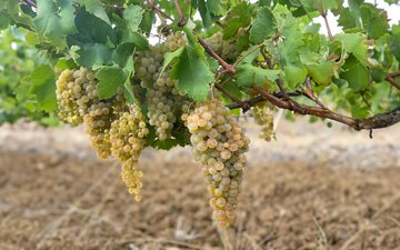 Imagem Cortese, a uva branca italiana nativa do Piemonte famosa pelos vinhos Gavi