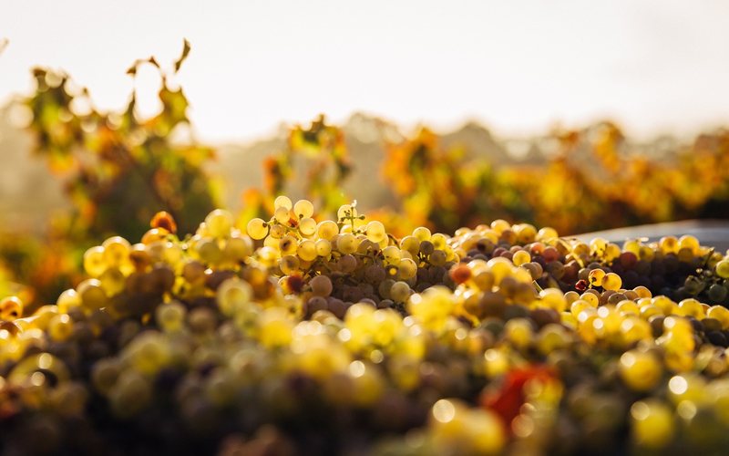 Imagem Novas seis variedades viníferas são identificadas no Peru