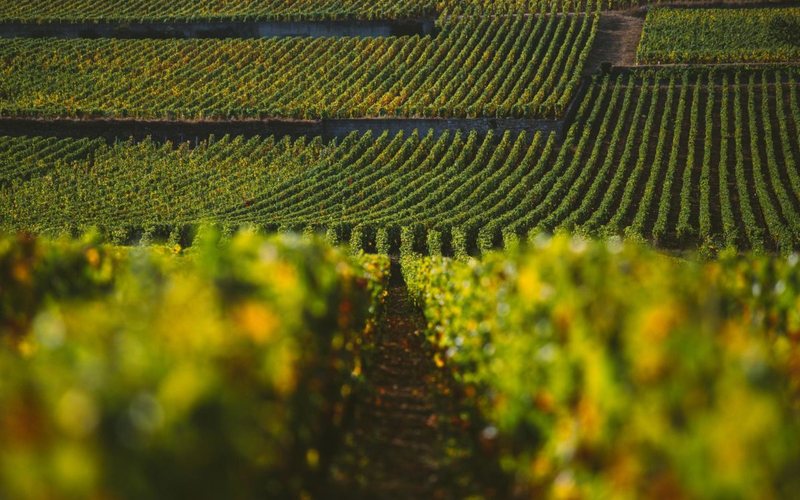 Imagem Nova denominação de vinhos da Bourgogne está prestes a ser oficializada