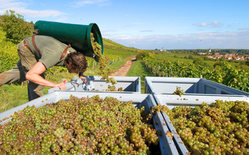 Guia para entender os estilos de vinhos alemães