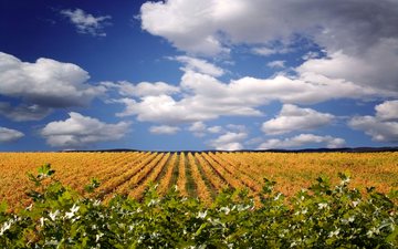 Imagem Conheça terroir, a história e os melhores vinhos de Navarra