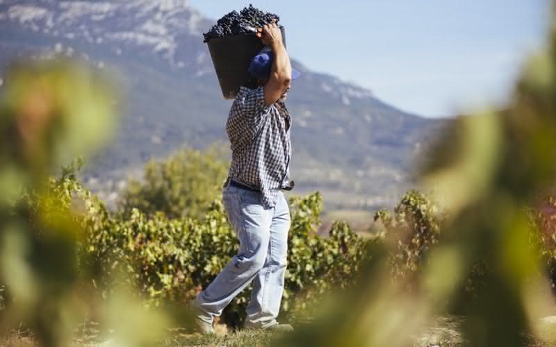 DOCa Rioja classificou a safra 2021 como "muito boa", a segunda melhor na escala