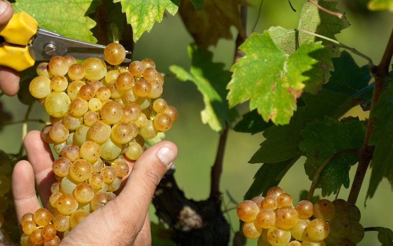 A uva Vernaccia di San Gimignano é única e é cultivada praticamente só na Toscana, não tendo relação com outras uvas homônimas