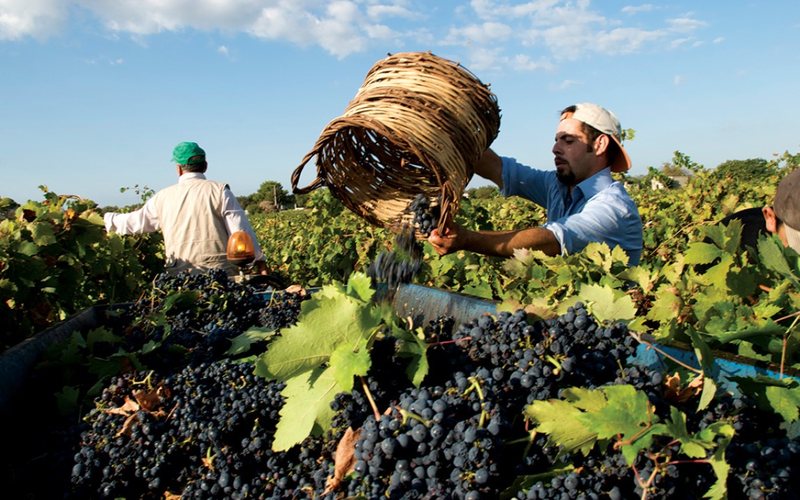 Imagem Itália tem destaque na produção de vinho na Europa em 2024