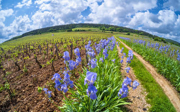 Domaine Pierre Damoy