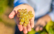 domaine-lafage.com