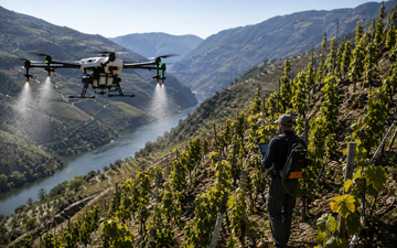 drone em vinhedo